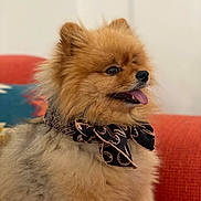 Swanne participe au concours pour gagner de l'argent avec cette photo : animal, bow, canine, companion, couch, cute, dog, domestic_animal, fluffy, furry, happy, indoor, neck_accessory, pet, pomeranian, portrait, red_couch, sitting, small_dog, tongue_out