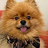 Swanne participe au concours pour gagner de l'argent avec cette photo : adorable, animal, brown, companion, cute, dog, face, fluffy, friendly, fur, furry, happy, indoors, pet, pomeranian, portrait, portrait_mode, scarf, small_dog, tongue_out