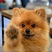 Swanne participe au concours pour gagner de l'argent avec cette photo : animal, canine, chow, cockerspaniel, dog, eskimodog, hardwood, head, indoors, interiordesign, papillon, person, pet, plywood, poodle, puppy, snout, terrier, whitedog, wood