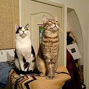 Phoebe a rejoint le concours — aidez-le/la à gagner de superbes lots ! black_and_white_cat, cat, chair, cozy, curious, domestic_animal, door, feline, furniture, hanging_bag, home_interior, indoor, knitted_blanket, looking_up, pet, sitting, tabby_cat, two_cats, wall, yellow_eyes