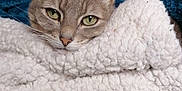 Phoebe participe au concours pour gagner de l'argent avec cette photo : animal, bed, blanket, cat, closeup, comfort, cozy, cute, ears, face, feline, fur, indoor, pet, relaxing, resting, sleepy, soft, warm, whiskers