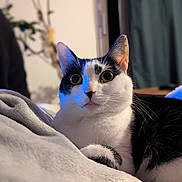 Yoda a rejoint le concours — aidez-le/la à gagner de superbes lots ! animal, black_and_white, blanket, cat, closeup, cozy, curious, domestic, ears, eyes, feline, fur, indoor, pet, portrait, relaxed, resting, sleepy, soft, whiskers