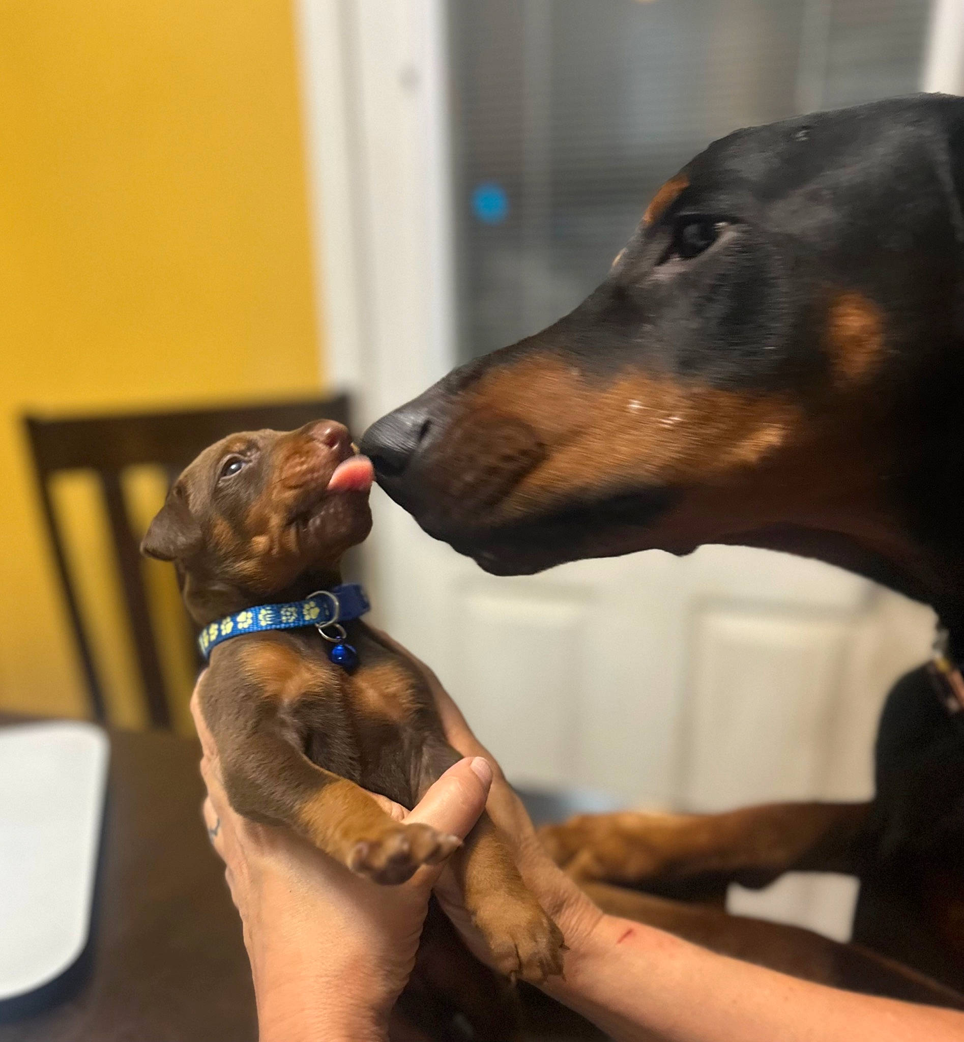 Doc is registered to the contest to win money with this photo: canidae, carnivore, collar, companion_dog, dobermann, dog, dog_breed, dog_collar, dog_supply, ear, elbow, fawn, liver, metal, pet_supply, snout, sporting_group, working_animal, working_dog, wrist