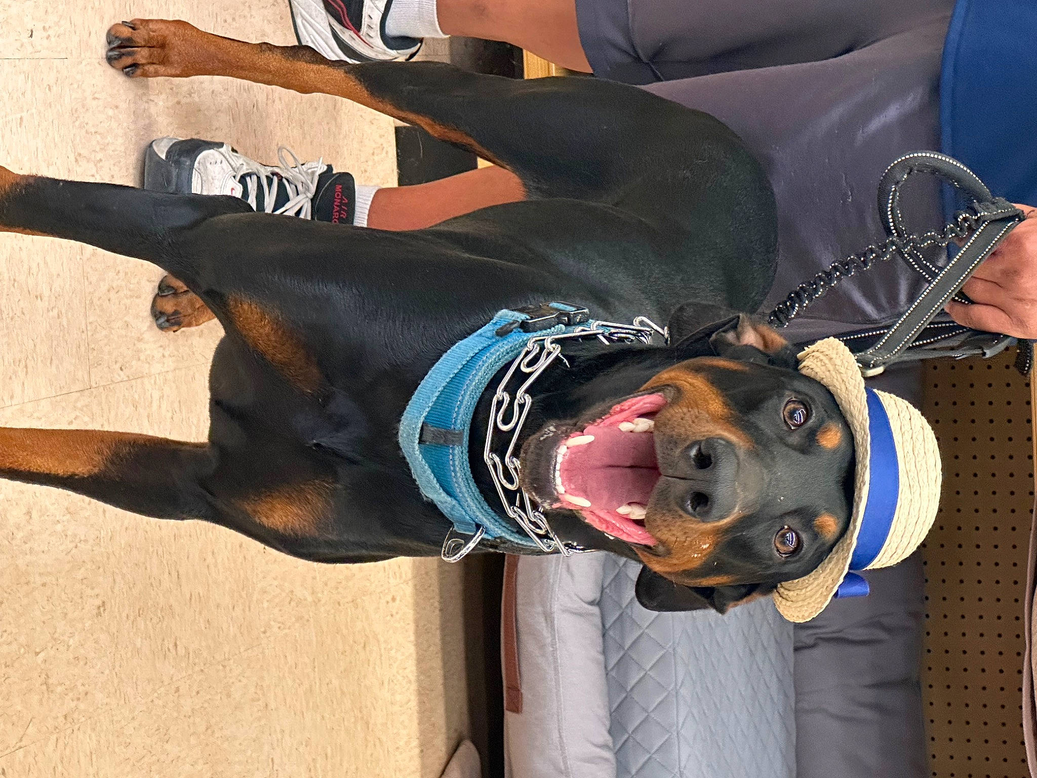 Doc is registered to the contest to win money with this photo: canidae, carnivore, collar, companion_dog, costume, costume_hat, dog, dog_breed, dog_clothes, dog_collar, dog_supply, eyewear, fashion_accessory, fun, fur, leash, personal_protective_equipment, snout, sporting_group, thigh