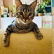 Agon a rejoint le concours — aidez-le/la à gagner de superbes lots ! cat, tabby, couch, indoor, plants, curious, pet, feline, living_room, furniture, cozy, decor, whiskers, ears, paws, home, window, curtains, relaxed, animal