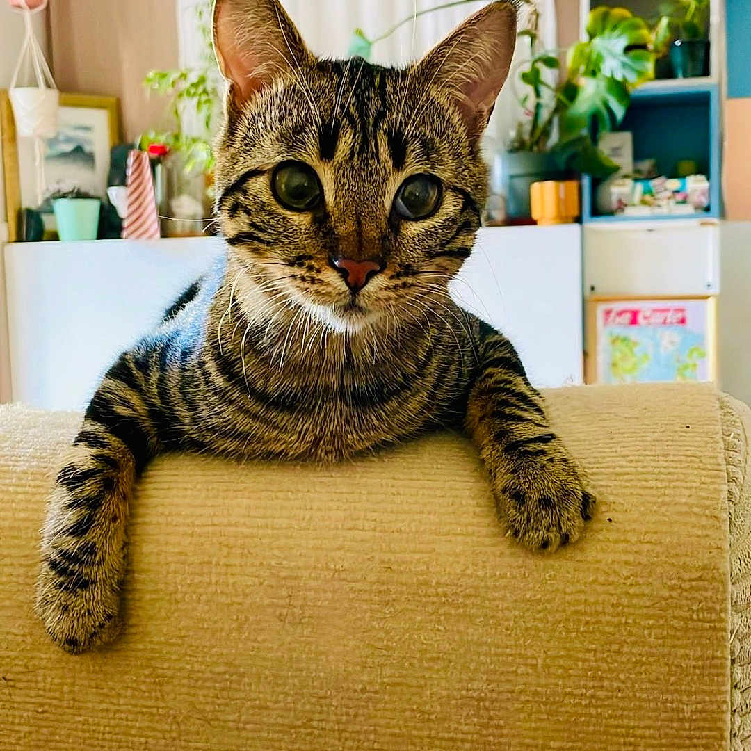Agon a rejoint le concours — aidez-le/la à gagner de superbes lots ! cat, tabby, couch, indoor, plants, curious, pet, feline, living_room, furniture, cozy, decor, whiskers, ears, paws, home, window, curtains, relaxed, animal