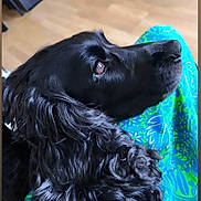 Scarlett a rejoint le concours — aidez-le/la à gagner de superbes lots ! dog, black_dog, long_hair, floppy_ears, brown_eye, lying_down, resting, cushion, colorful_fabric, blue, green, heart_doodle, indoor, wood_floor, portrait, close_up, pet, animal, shiny_fur, relaxed