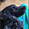 dog, black_dog, long_hair, floppy_ears, brown_eye, lying_down, resting, cushion, colorful_fabric, blue, green, heart_doodle, indoor, wood_floor, portrait, close_up, pet, animal, shiny_fur, relaxed