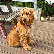 Phoebe participe au concours pour gagner de l'argent avec cette photo : dog, puppy, golden, curly_ears, pink_harness, leash, wooden_deck, picnic_table, outdoor, greenery, fence, bench, pet, canine, sitting, young_dog, fur, nature, animal, companion