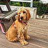 dog, puppy, golden, curly_ears, pink_harness, leash, wooden_deck, picnic_table, outdoor, greenery, fence, bench, pet, canine, sitting, young_dog, fur, nature, animal, companion