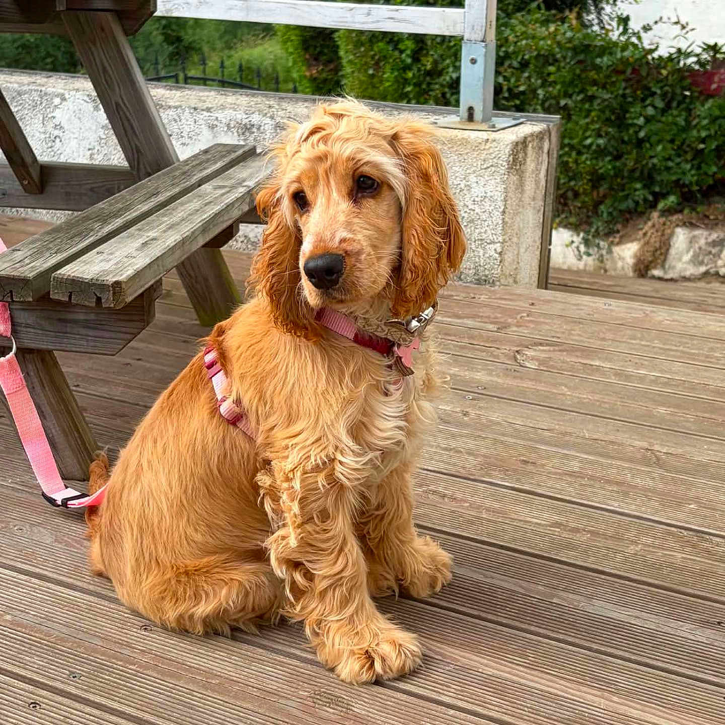 Phoebe participe au concours pour gagner de l'argent avec cette photo : dog, puppy, golden, curly_ears, pink_harness, leash, wooden_deck, picnic_table, outdoor, greenery, fence, bench, pet, canine, sitting, young_dog, fur, nature, animal, companion