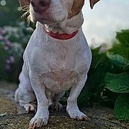 Luigi a rejoint le concours — aidez-le/la à gagner de superbes lots ! dog, pet, collar, outdoor, garden, stone, ledge, fur, ears, animal, canine, sitting, closeup, nature, background_blur, daylight, portrait, cute, small_dog, white_and_brown