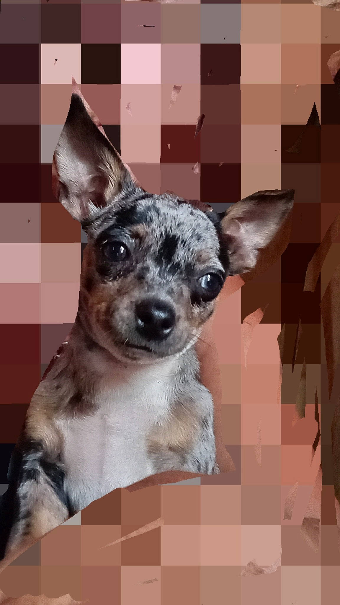 Eclipse is registered to the contest to win money with this photo: ancient_dog_breeds, art, carnivore, collar, companion_dog, corgi_chihuahua, dog, dog_breed, dog_supply, font, grey, pattern, snout, sporting_group, terrestrial_animal, toy_dog, whiskers, working_animal