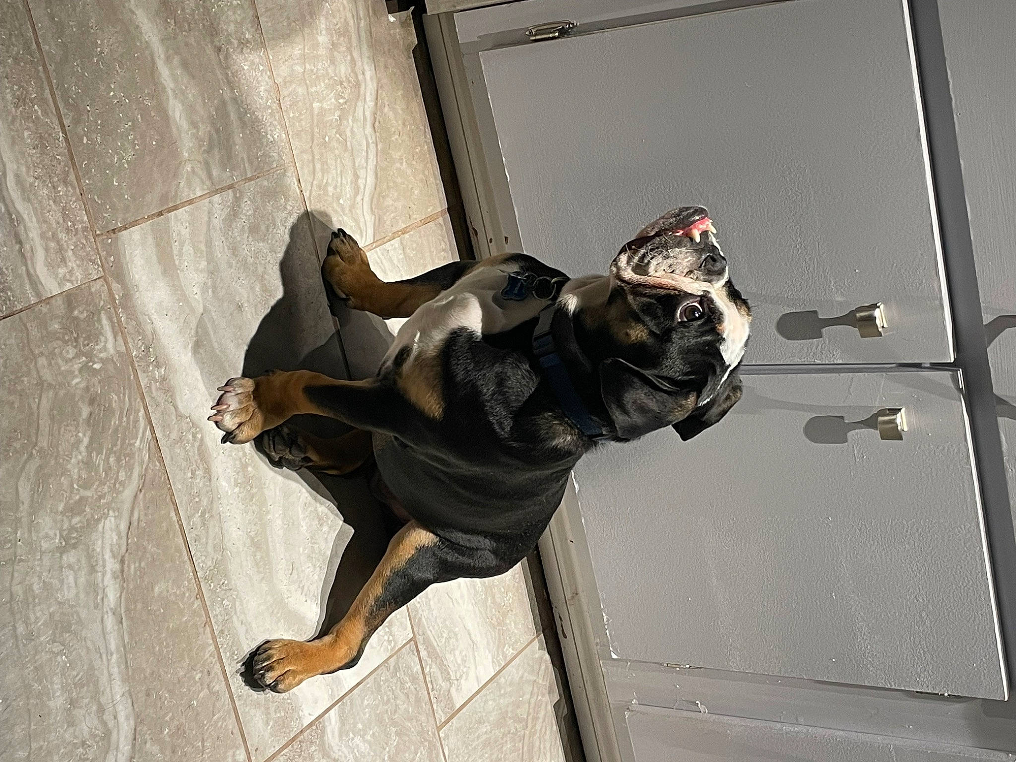 Herculez joined the competition — help win amazing prizes! adventure, canidae, carnivore, dog, dog_breed, flooring, guard_dog, leash, non_sporting_group, outdoor_shoe, shadow, snout, sporting_group, tail