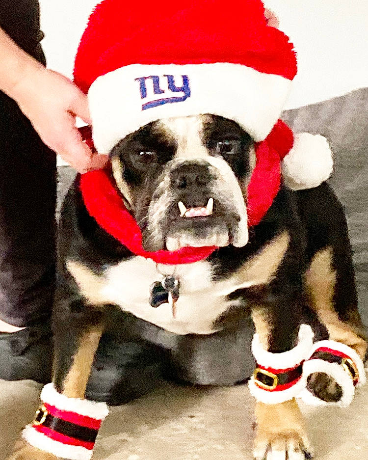 Herculez joined the competition — help win amazing prizes! canidae, carnivore, collar, companion_dog, dog, dog_breed, dog_clothes, dog_collar, dog_supply, fashion_accessory, fawn, fur, leash, red, santa_claus, snout, sporting_group, thigh, white, working_animal