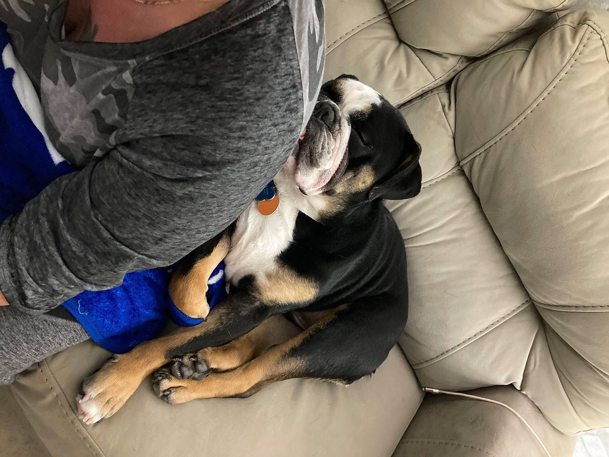 Herculez joined the competition — help win amazing prizes! canidae, carnivore, comfort, companion_dog, couch, dog, dog_breed, eyewear, fawn, felidae, fur, human_leg, lap, leg, paw, sitting, sporting_group, t_shirt, thigh, toy_dog