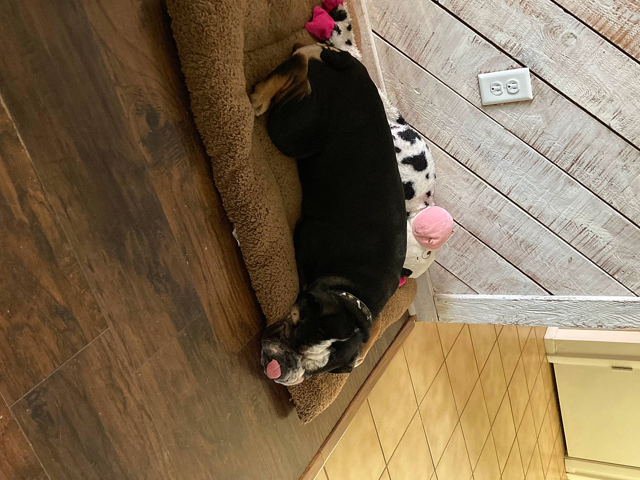 Herculez joined the competition — help win amazing prizes! brown, carnivore, comfort, companion_dog, dog, dog_breed, fawn, floor, flooring, fur, hardwood, laminate_flooring, pattern, pet_supply, plywood, sporting_group, tail, wood, wood_flooring, wood_stain