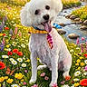 dog, white_dog, flower_meadow, wildflowers, poppies, daisies, green_grass, stream, rocks, cherry_blossom, spring, scarf, colorful, nature, outdoor, sunlight, happy, pet, sitting, landscape