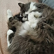 Garrido participe au concours pour gagner de l'argent avec cette photo : animal, cat, closeup, cozy, curled_up, cute, feline, fluffy, fur, gray, indoor, laying, paw, pet, relaxed, resting, sleeping, soft, whiskers, white