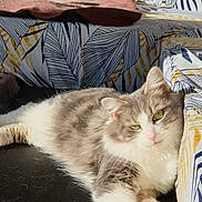 Nicole Garrido participe au concours pour gagner de l'argent avec cette photo : cat, gray_cat, white_cat, fluffy_cat, green_eyes, lying_down, sunlight, indoor, patterned_fabric, leaf_pattern, blue_and_yellow, cozy, relaxed, pet, feline, soft_fur, close_up, domestic_cat, resting, comfortable