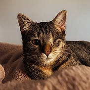 Mya a rejoint le concours — aidez-le/la à gagner de superbes lots ! cat, tabby, one-eyed, pet, animal, feline, fur, whiskers, ears, nose, blanket, cozy, soft, indoor, resting, portrait, cute, closeup, brown, striped