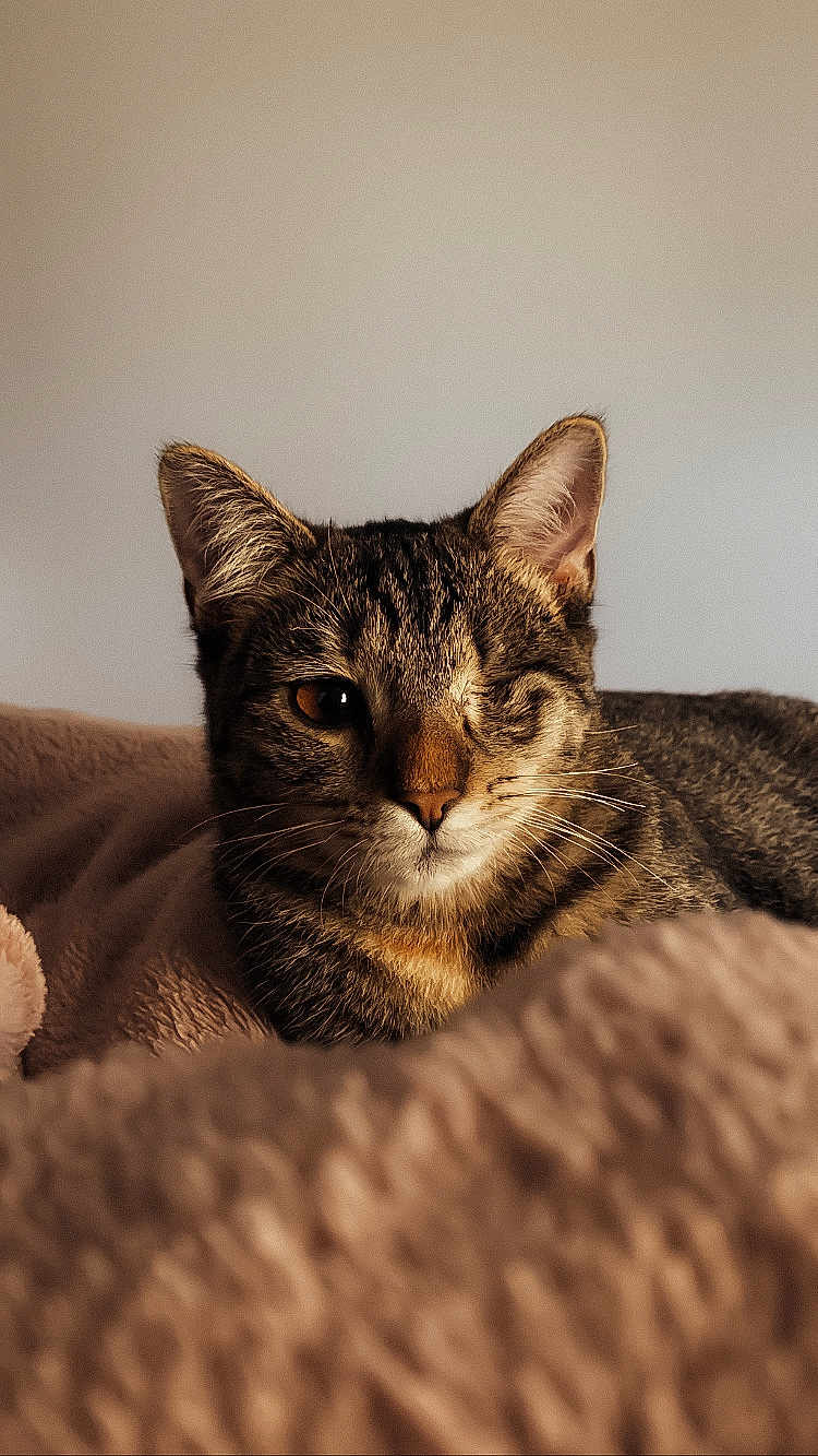 Mya a rejoint le concours — aidez-le/la à gagner de superbes lots ! cat, tabby, one-eyed, pet, animal, feline, fur, whiskers, ears, nose, blanket, cozy, soft, indoor, resting, portrait, cute, closeup, brown, striped
