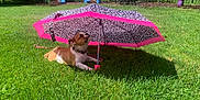 Dumpling joined the competition — help win amazing prizes! canine, collar, dog, fence, grass, greenery, leisure, leopard_print, nature, outdoor, pet, pink, puppy, resting, shade, shrub, summer, sunny, tree, umbrella