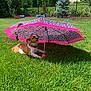 canine, collar, dog, fence, grass, greenery, leisure, leopard_print, nature, outdoor, pet, pink, puppy, resting, shade, shrub, summer, sunny, tree, umbrella