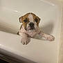 Dumpling is registered to the contest to win money with this photo: adorable, animal, bath, bathroom, bathtub, brown, cute, dog, ears, face, indoor, nose, paws, pet, puppy, small, tile, wet, white, young