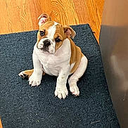 Dumpling is registered to the contest to win money with this photo: animal, brown, bulldog, canine, curious, cute, dog, domestic, ears, floor, indoor, looking_up, pet, puppy, rug, sitting, small, white, wood_floor, young
