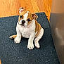animal, brown, bulldog, canine, curious, cute, dog, domestic, ears, floor, indoor, looking_up, pet, puppy, rug, sitting, small, white, wood_floor, young