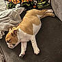 Dumpling is registered to the contest to win money with this photo: animal, blanket, brown_and_white, bulldog, companion, couch, cozy, cute, dog, domestic_animal, fur, home, indoor, nap, pet, puppy, relaxing, resting, sleeping, soft_texture