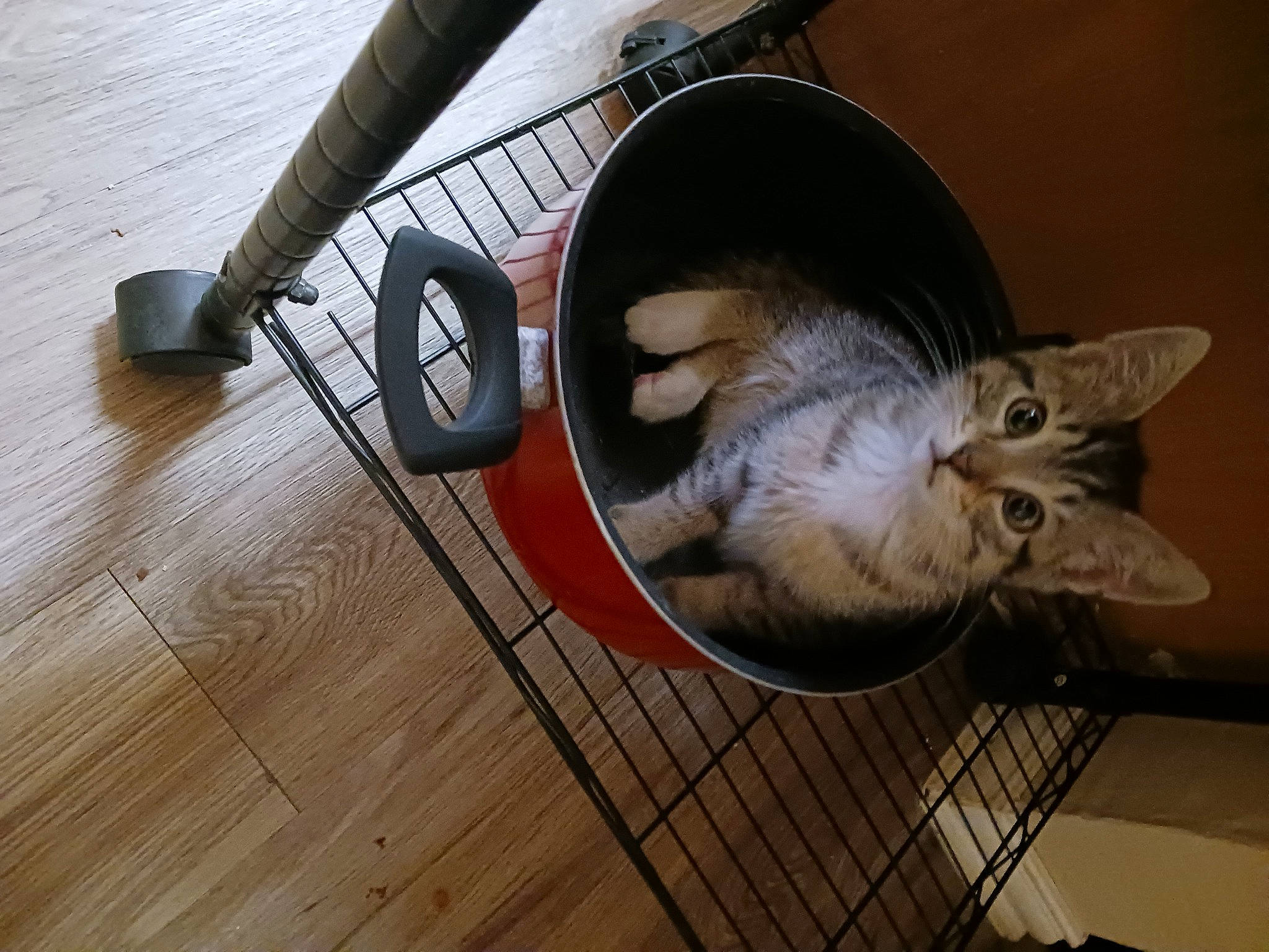 Booger Baby is registered to the contest to win money with this photo: auto_part, automotive_tire, carnivore, comfort, domestic_short_haired_cat, felidae, floor, flooring, hardwood, laminate_flooring, mechanical_fan, plank, rim, small_to_medium_sized_cats, tail, varnish, whiskers, wood, wood_flooring, wood_stain