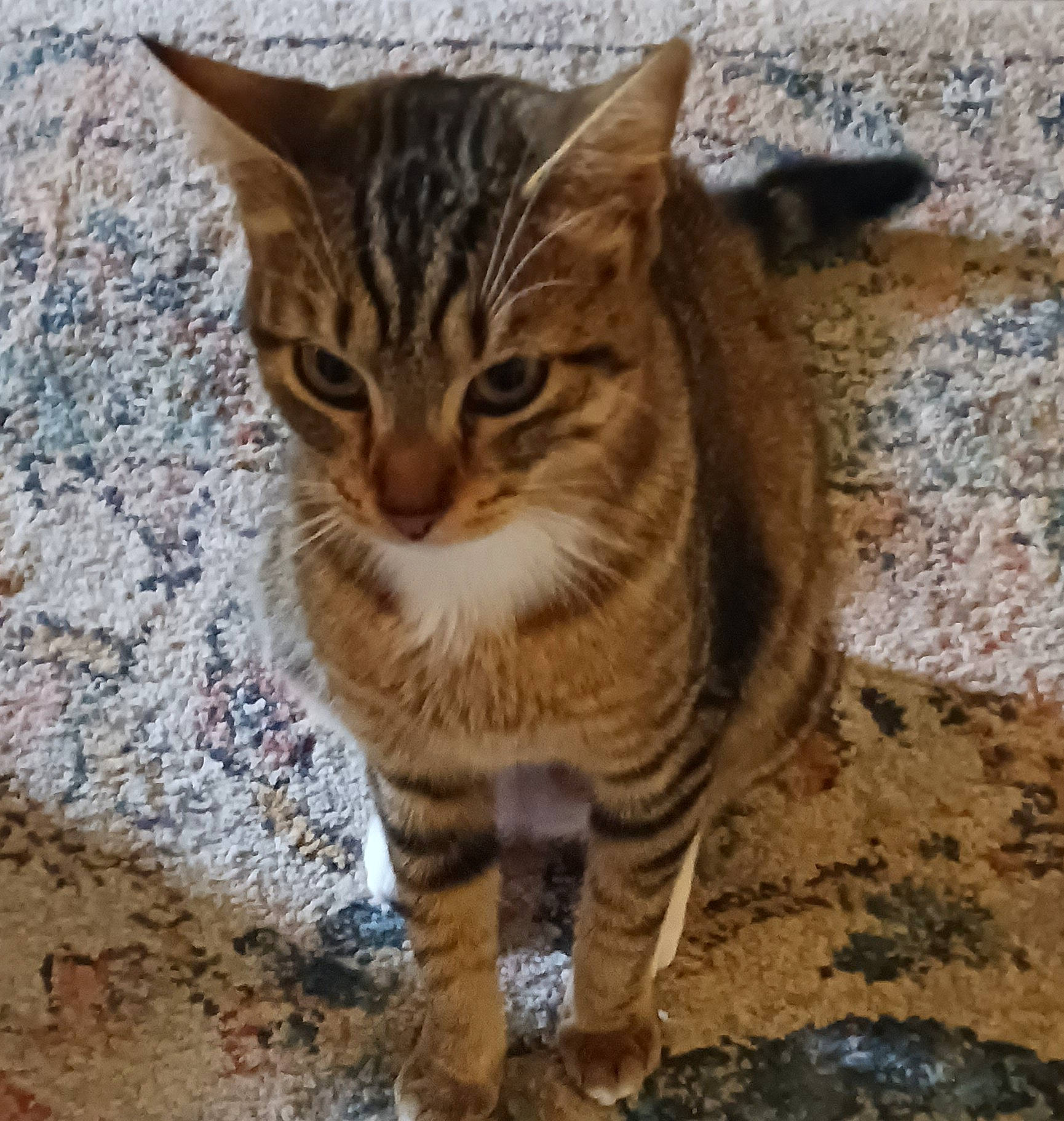 Booger Baby joined the competition — help win amazing prizes! carnivore, cat, domestic_short_haired_cat, fawn, felidae, fur, grass, paw, small_to_medium_sized_cats, snout, soil, tail, terrestrial_animal, whiskers, wildlife