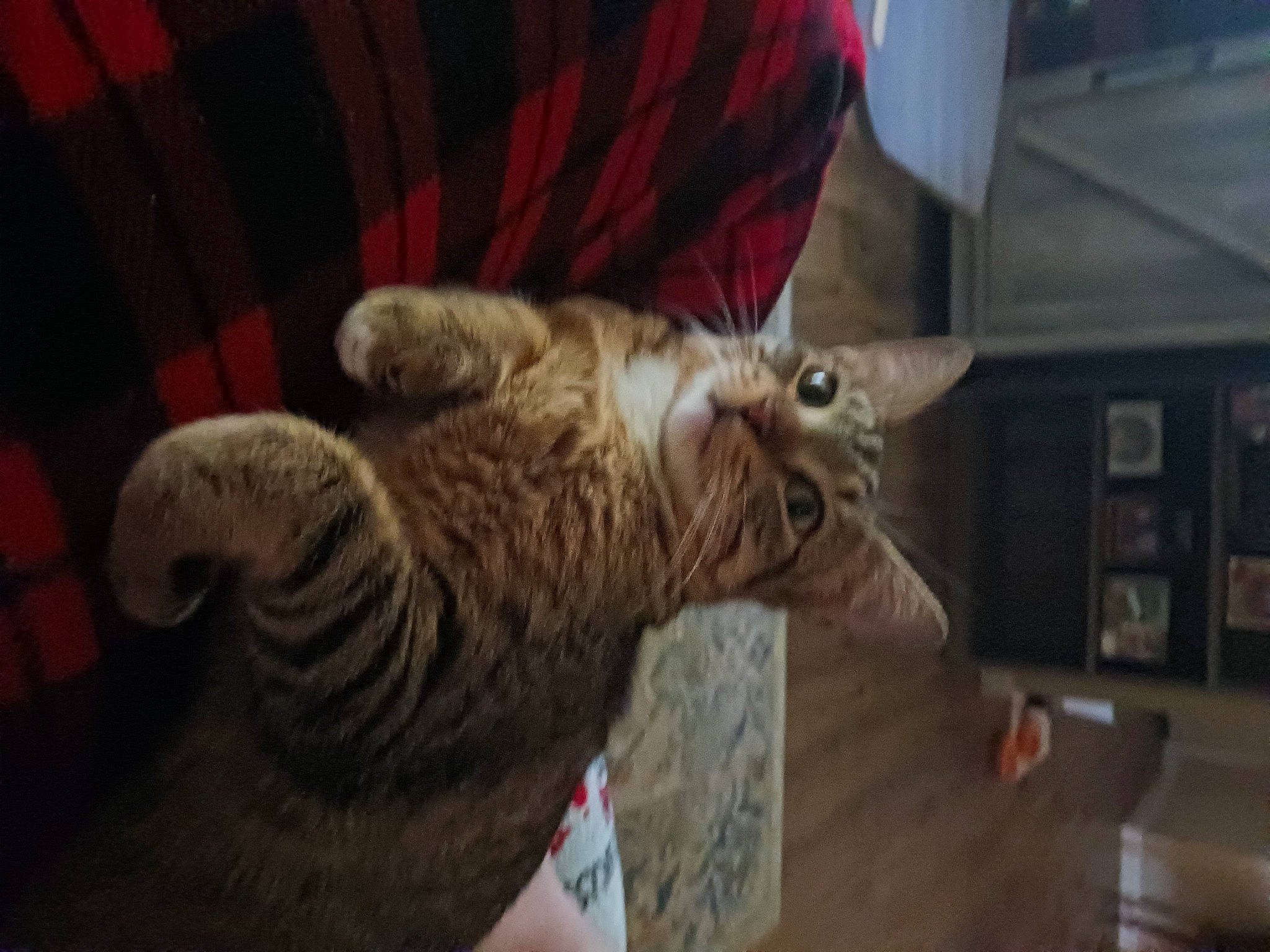 Booger Baby joined the competition — help win amazing prizes! carnivore, cat, claw, comfort, couch, curtain, domestic_short_haired_cat, fang, fawn, felidae, fur, paw, room, small_to_medium_sized_cats, tail, terrestrial_animal, whiskers, wildlife, wood