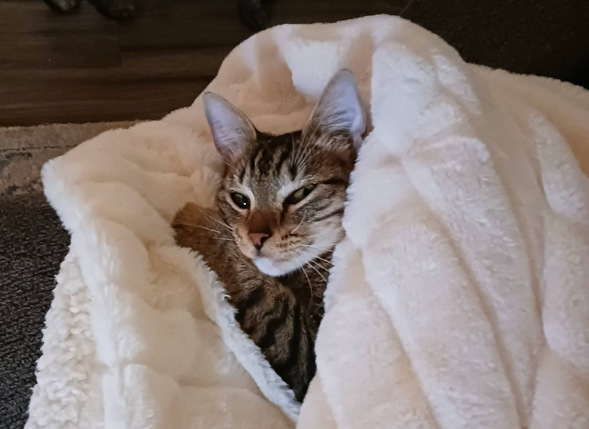 Booger Baby is registered to the contest to win money with this photo: bed, bed_sheet, bedding, blanket, carnivore, cat, comfort, couch, domestic_short_haired_cat, fawn, felidae, formal_wear, fur, linens, paw, sitting, small_to_medium_sized_cats, tail, tree, whiskers