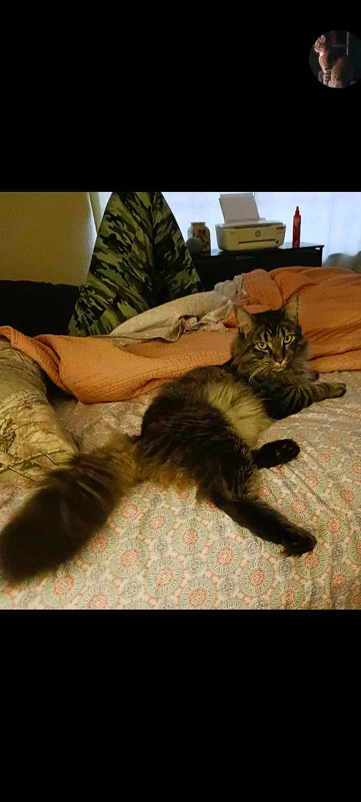 Fella is registered to the contest to win money with this photo: carnivore, cat, comfort, couch, domestic_short_haired_cat, fawn, felidae, flooring, fur, hardwood, human_leg, lap, mammal, paw, small_to_medium_sized_cats, tail, thigh, vertebrate, whiskers, wood