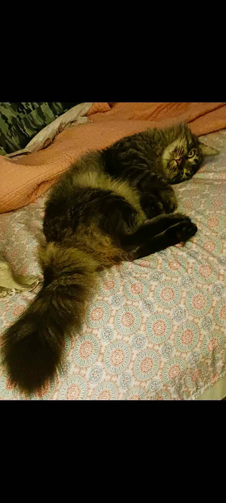 Fella is registered to the contest to win money with this photo: black_cat, carnivore, cat, claw, comfort, domestic_short_haired_cat, felidae, fur, linens, nap, paw, sleep, small_to_medium_sized_cats, tail, terrestrial_animal, whiskers, wood