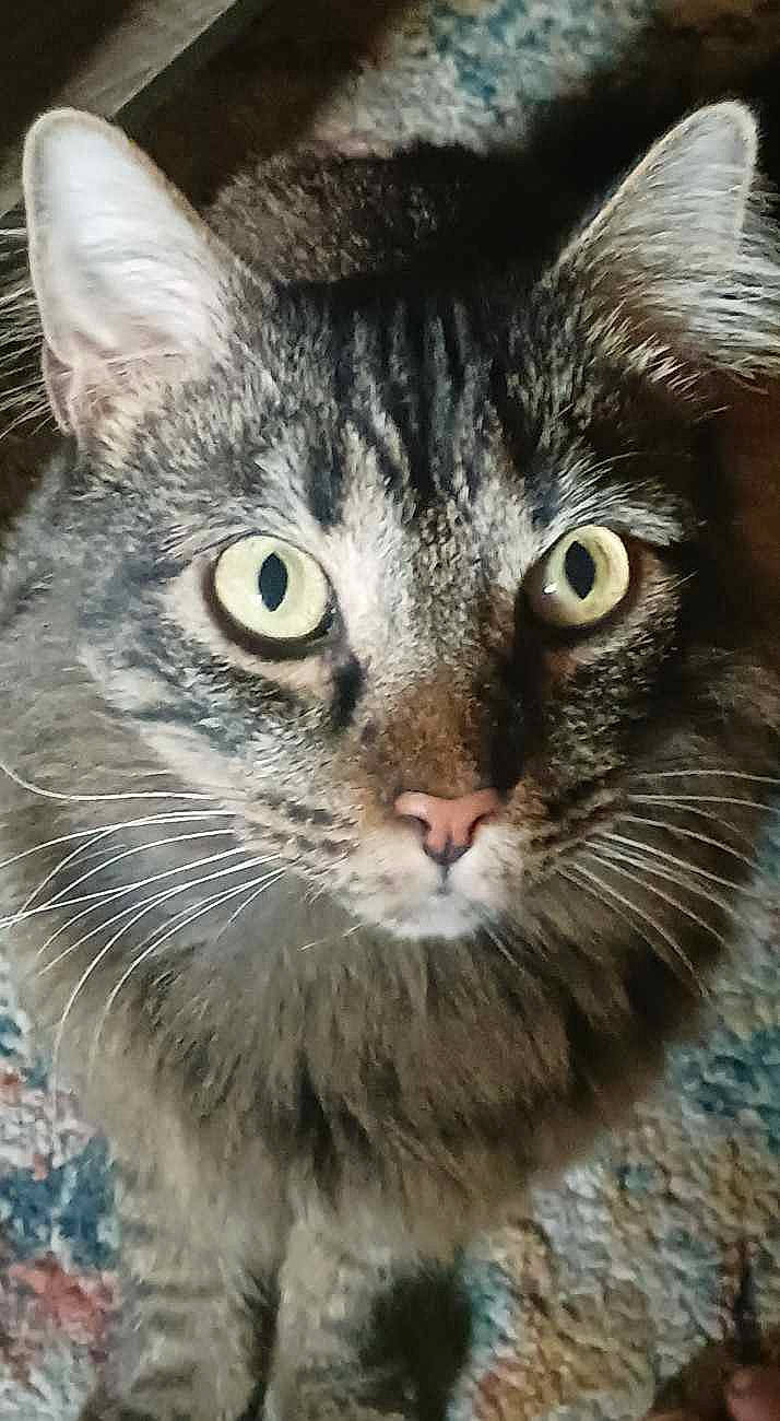 Fella is registered to the contest to win money with this photo: carnivore, cat, close_up, domestic_short_haired_cat, felidae, fur, paw, small_to_medium_sized_cats, snout, terrestrial_animal, whiskers, wildlife, window