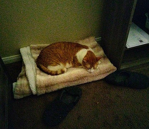 Ma Ma is registered to the contest to win money with this photo: canidae, carnivore, cat, cat_supply, comfort, domestic_short_haired_cat, fawn, felidae, flooring, fur, hardwood, nap, paw, room, small_to_medium_sized_cats, sporting_group, tail, terrestrial_animal, whiskers, wood