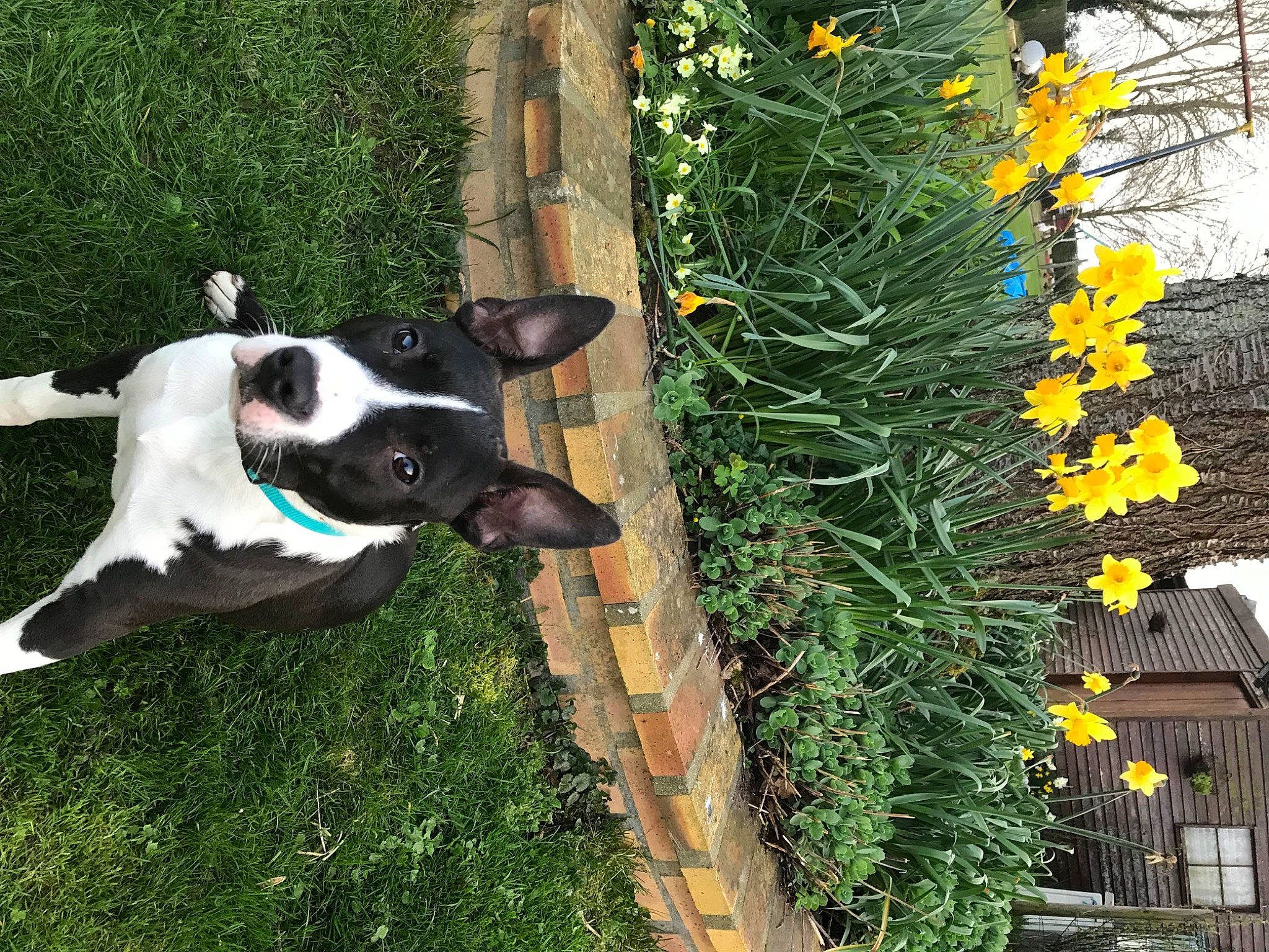 ïoda participe au concours pour gagner de l'argent avec cette photo : american_staffordshire_terrier, boston_terrier, canidae, carnivore, dog, dog_breed, flower, grass, non_sporting_group, plant, sporting_group, spring