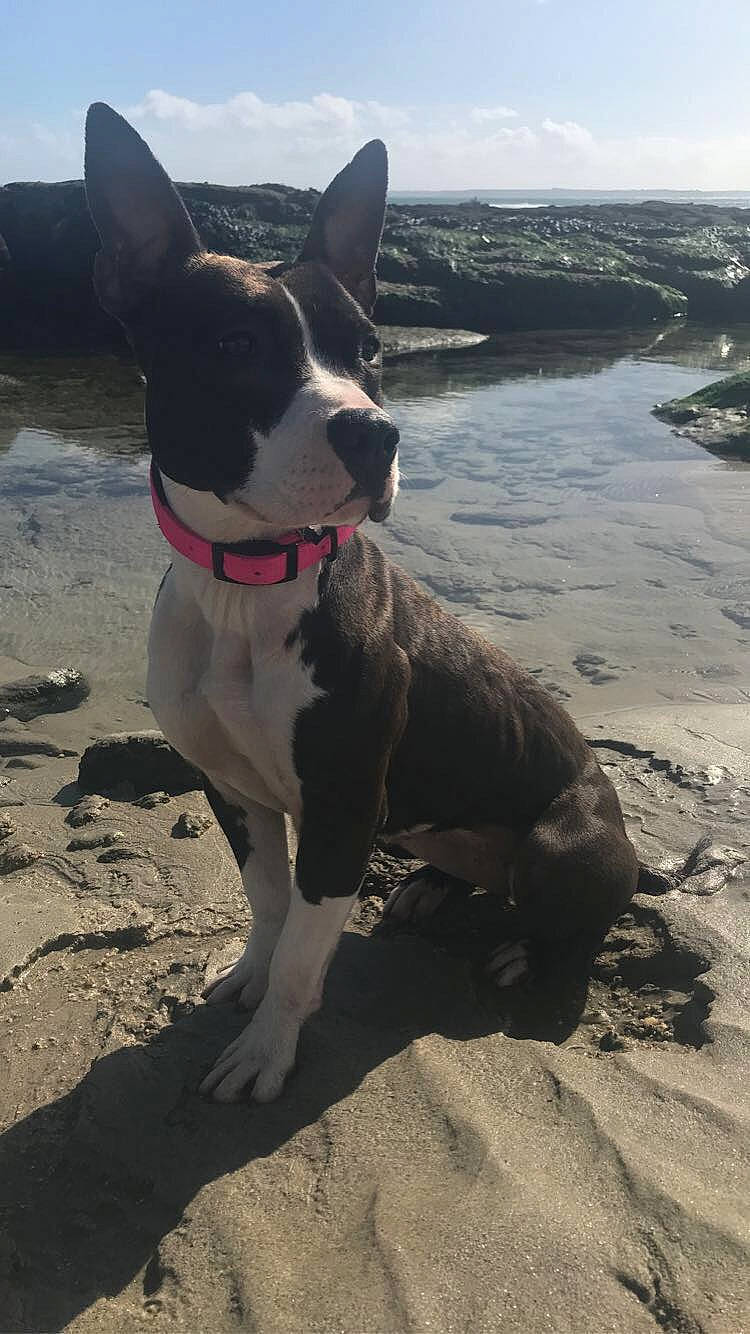 ïoda a rejoint le concours — aidez-le/la à gagner de superbes lots ! adventure, american_staffordshire_terrier, beach, boston_terrier, canidae, carnivore, companion_dog, dog, dog_breed, fawn, french_bulldog, mammal, mountain, non_sporting_group, snout, sporting_group, vacation