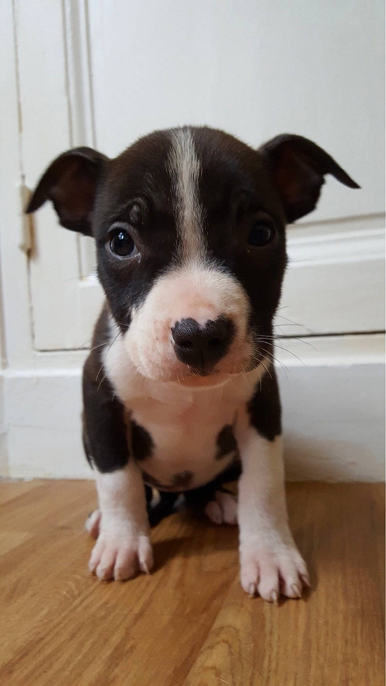 ïoda a rejoint le concours — aidez-le/la à gagner de superbes lots ! american_pit_bull_terrier, american_staffordshire_terrier, boston_terrier, canidae, carnivore, dog, dog_breed, fawn, feist, mammal, non_sporting_group, nose, old_english_terrier, pit_bull, puppy, rare_breed_dog, snout, sporting_group, vertebrate, whiskers