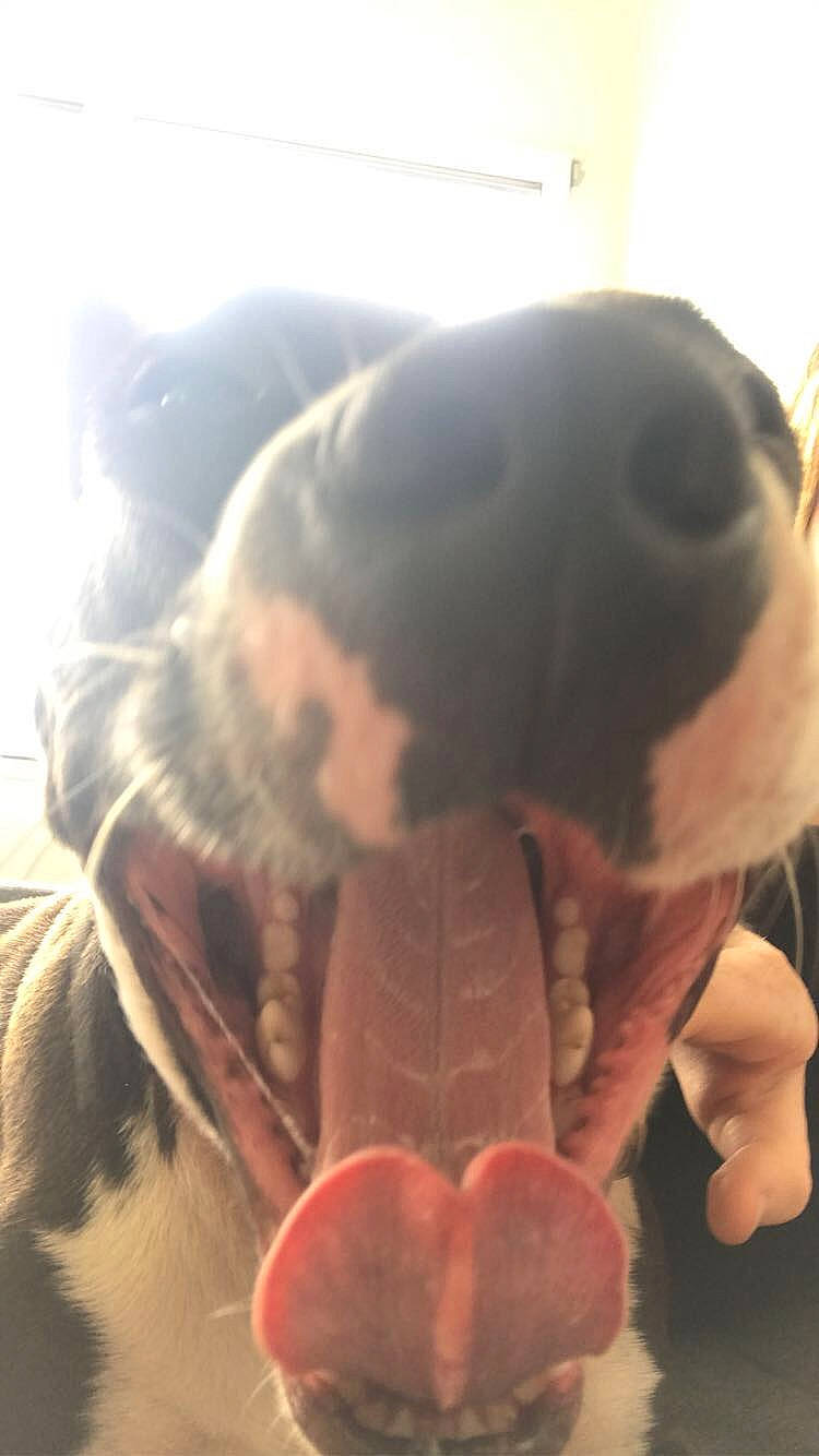 ïoda a rejoint le concours — aidez-le/la à gagner de superbes lots ! american_pit_bull_terrier, boston_terrier, boxer, canidae, carnivore, dog, dog_breed, non_sporting_group, nose, pit_bull, puppy, snout, sporting_group