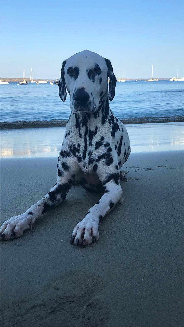 Naaman participe au concours pour gagner de l'argent avec cette photo : canidae, carnivore, dalmatian, dog, dog_breed, fawn, great_dane, mammal, non_sporting_group, snout, sporting_group, water