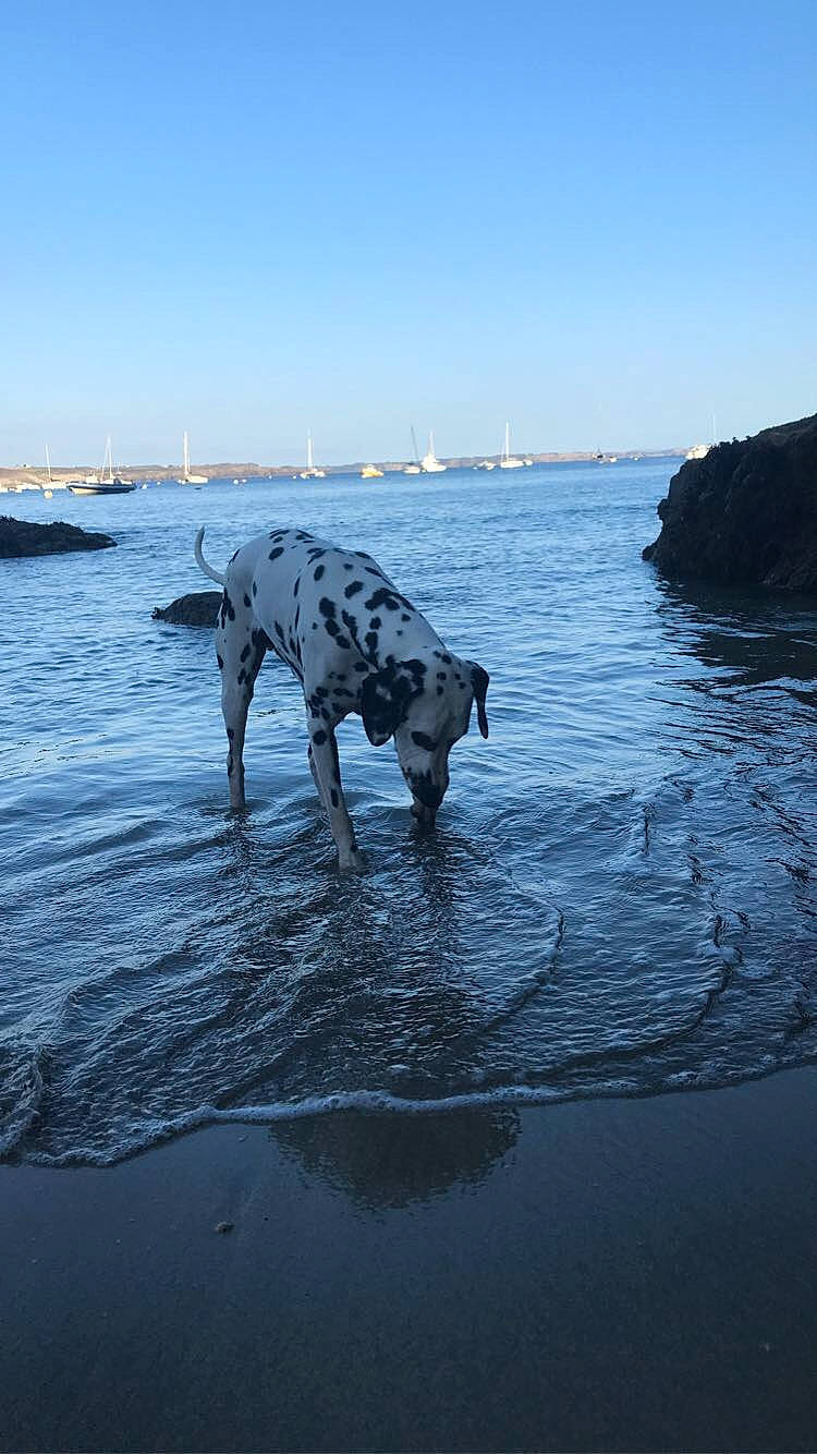 Naaman a rejoint le concours — aidez-le/la à gagner de superbes lots ! beach, canidae, carnivore, coast, dalmatian, dog, dog_breed, fawn, great_dane, guard_dog, non_sporting_group, ocean, reflection, sea, sky, sporting_group, vacation, water, working_dog