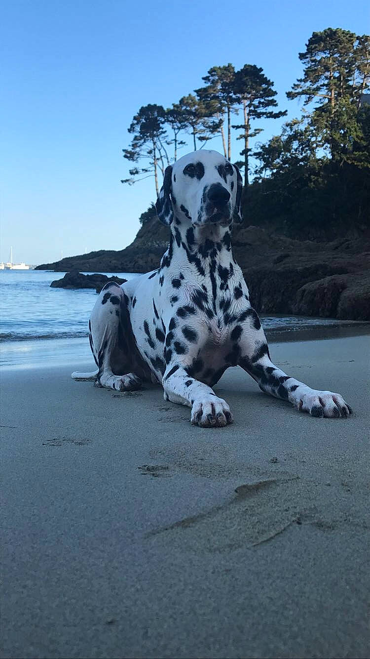 Naaman participe au concours pour gagner de l'argent avec cette photo : canidae, carnivore, dalmatian, dog, dog_breed, fawn, great_dane, non_sporting_group, snout, sporting_group, water