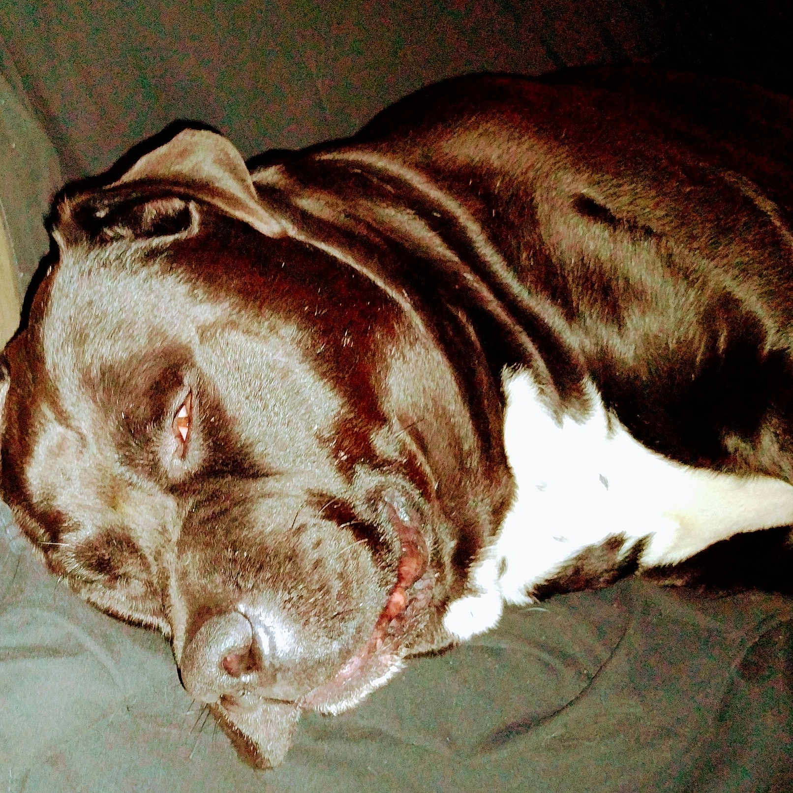 Bailey