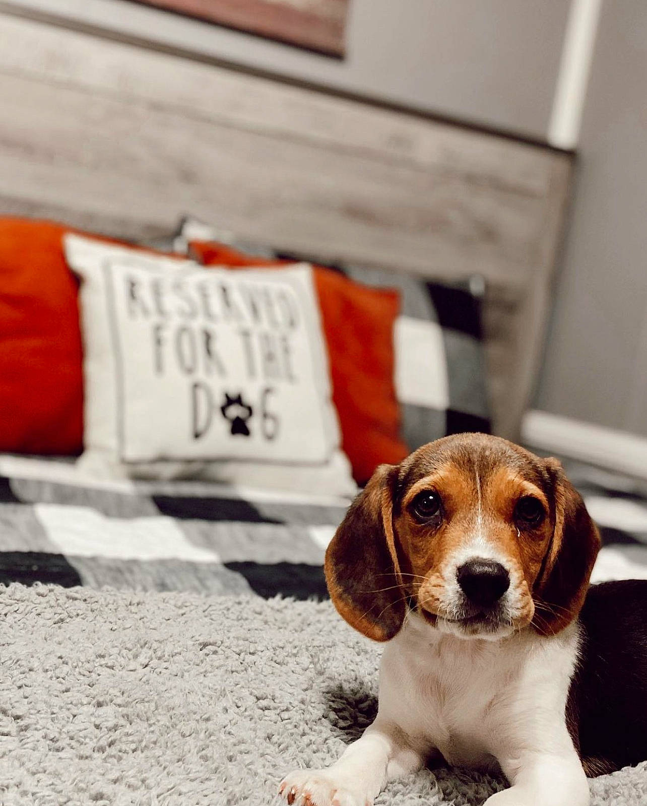 Hank joined the competition — help win amazing prizes! canidae, carnivore, comfort, companion_dog, couch, dog, dog_breed, fawn, flooring, fur, hound, hunting_dog, lifebuoy, linens, rectangle, scent_hound, sporting_group, terrestrial_animal, throw_pillow, wood