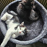 Vador Et Luna participe au concours pour gagner de l'argent avec cette photo : cat, kitten, pet, animal, feline, black_cat, white_cat, gray_cat, cat_bed, plush, cozy, indoor, resting, cute, fur, whiskers, stretching, curious, sleeping, relaxing